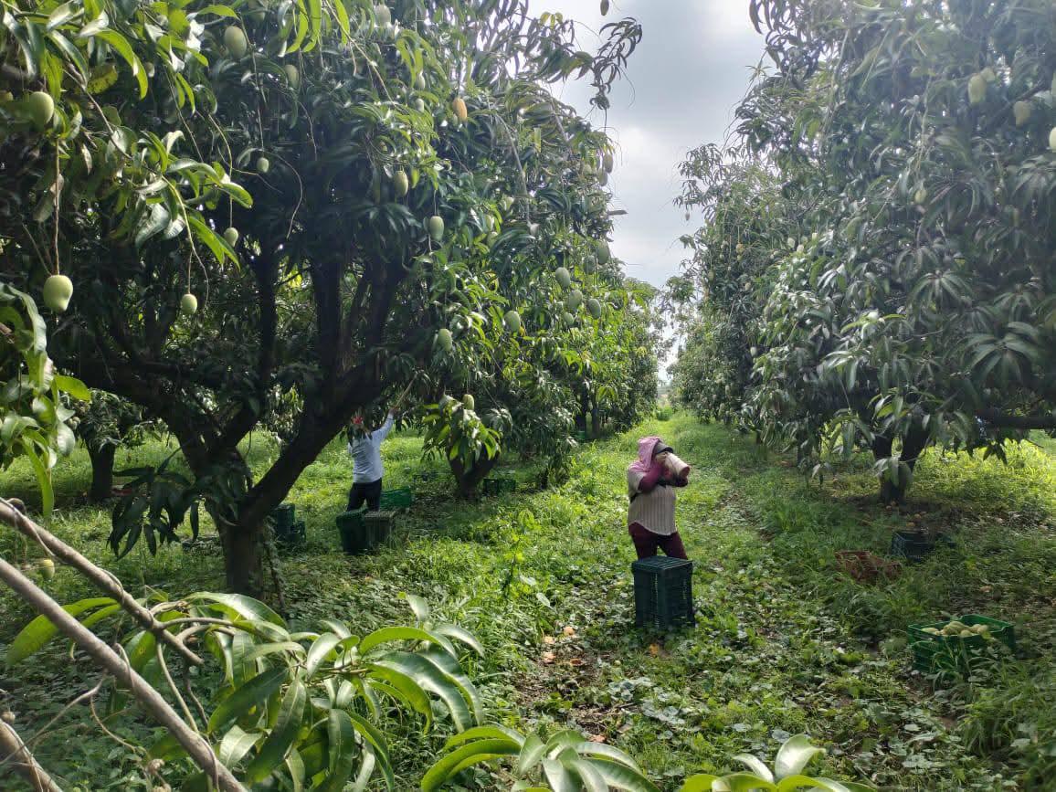 $!Ven productores de mango precio histórico, pero no contrarresta baja producción en Rosario