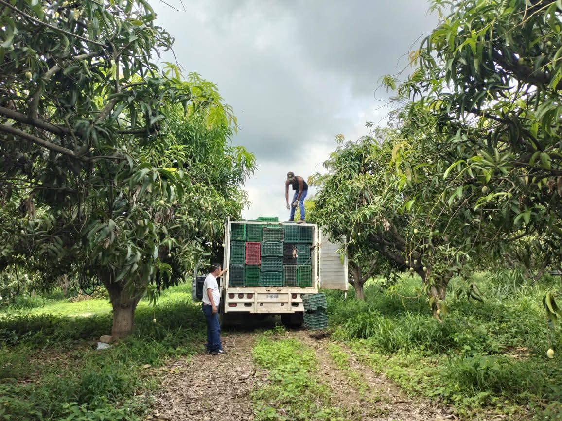 $!Ven productores de mango precio histórico, pero no contrarresta baja producción en Rosario