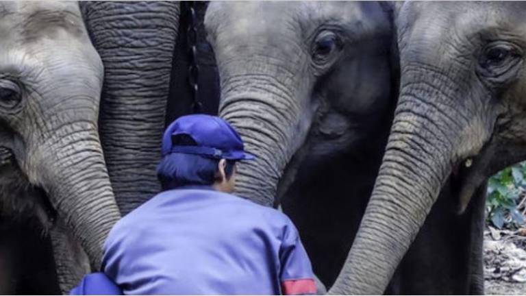 Myanmar: el preocupante futuro de los elefantes de carga que dejarán de trabajar