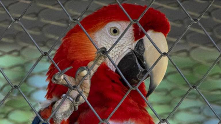 Guacamaya roja (Ara macao) una de las especies de fauna silvestre más traficadas en Guatemala.