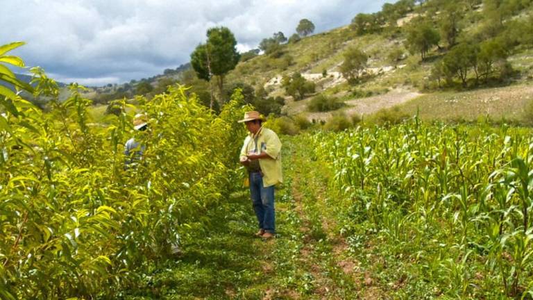Milpa en donde se practica la agroecología.