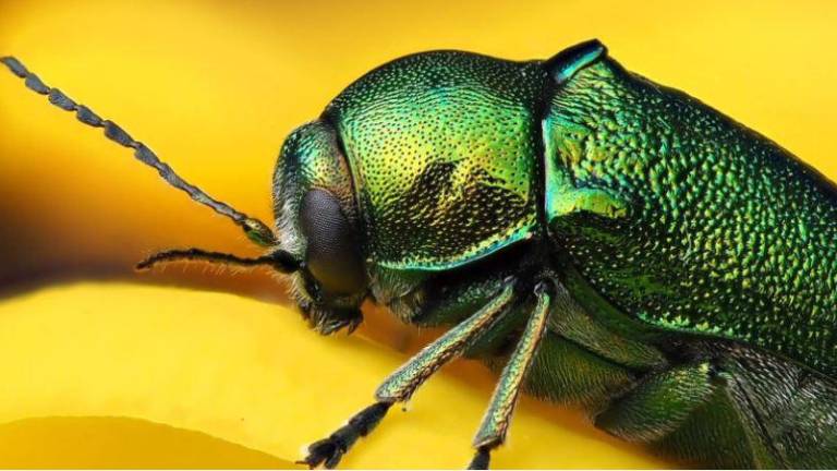 ¿Peligra la vida en la Tierra a causa de la pérdida de insectos?