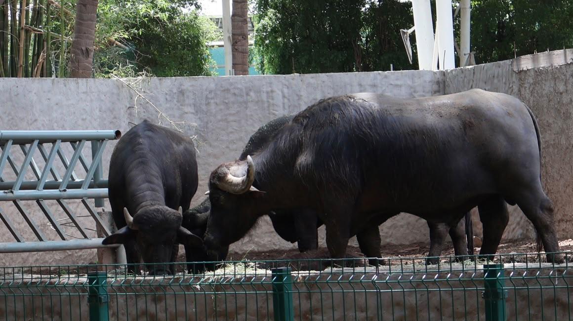 $!Zoológico de Culiacán abrirá todos los días durante julio y agosto