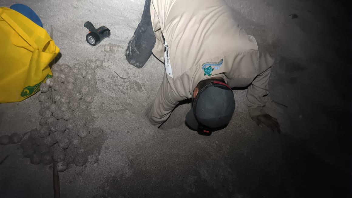 $!Rastreando el nacimiento de la tortuga verde: el aumento de la temperatura en el mar impacta en la anidación de la especie en las costas de México