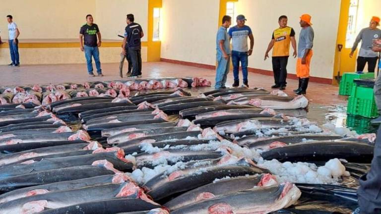 Decomiso de tiburones en Perú, provenientes de Ecuador.