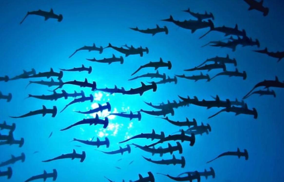 $!Día Internacional de los Tiburones: la carrera científica para salvarlos desde México hasta la Patagonia