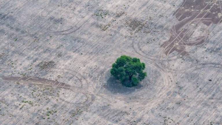 Poner fin y revertir la deforestación para el año 2030, compromisos logrados durante la primera semana de la la cumbre climática de las Naciones Unidas COP26.