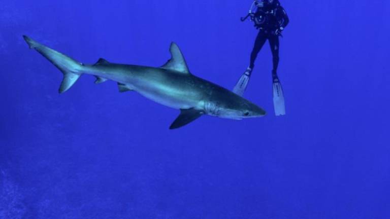 Existen 316 especies de animales marinos en Peligro de Extinción, entre ellos los tiburones, rayas y quimeras.