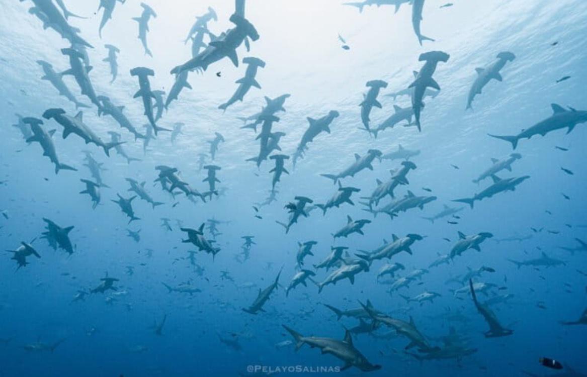 $!Día Internacional de los Tiburones: la carrera científica para salvarlos desde México hasta la Patagonia