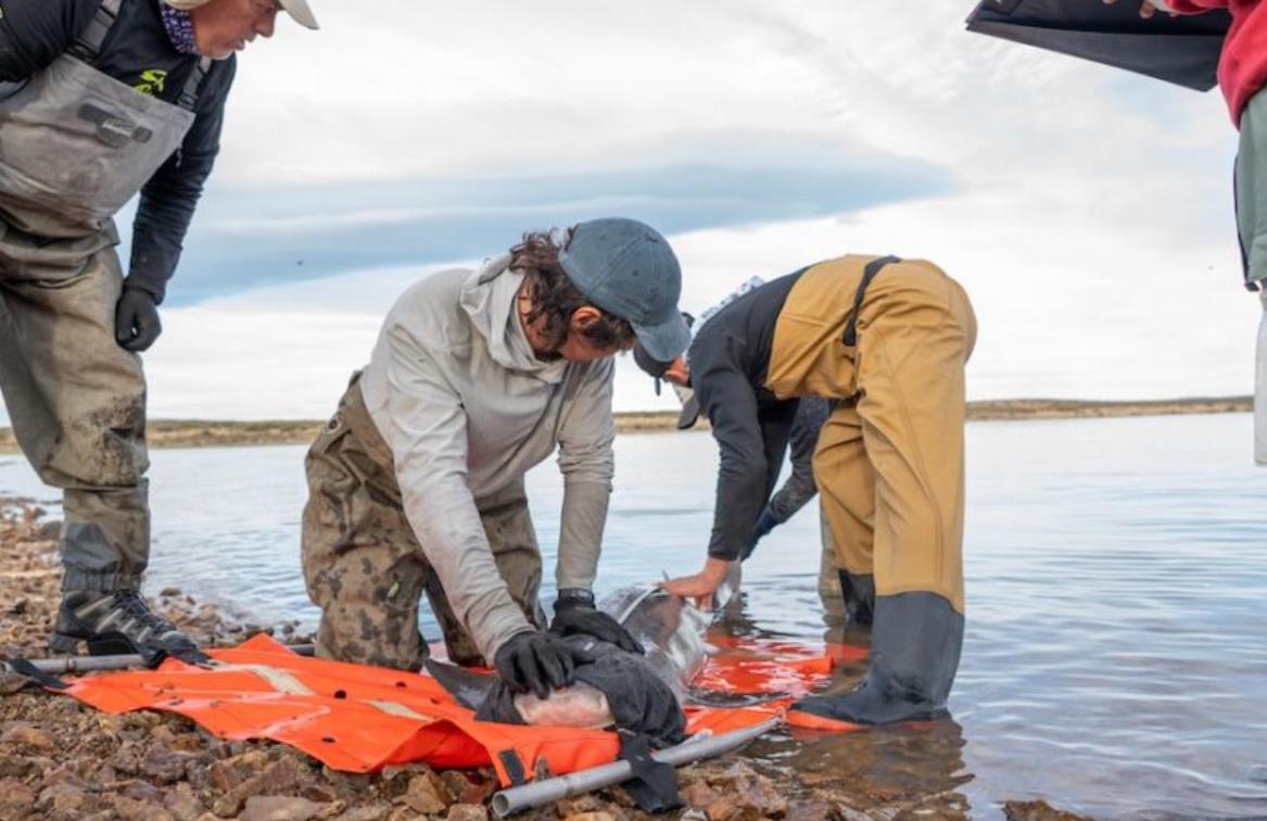 $!Día Internacional de los Tiburones: la carrera científica para salvarlos desde México hasta la Patagonia