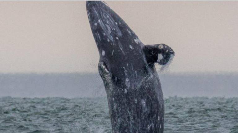 Extraña mortandad de ballenas grises en costas de México, Estados Unidos y Canadá