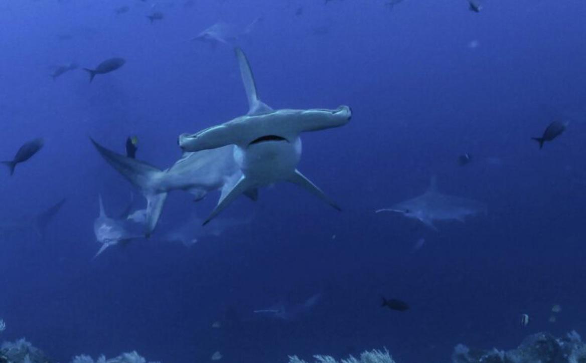 $!Día Internacional de los Tiburones: la carrera científica para salvarlos desde México hasta la Patagonia
