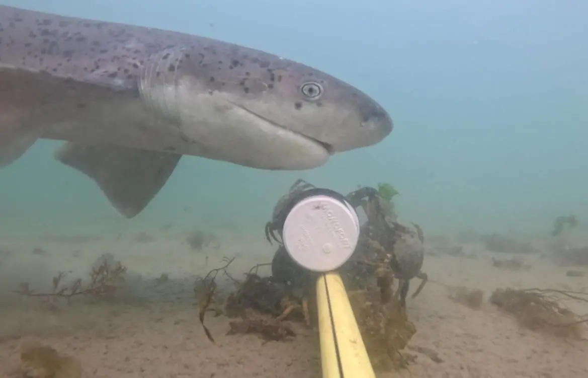 $!Día Internacional de los Tiburones: la carrera científica para salvarlos desde México hasta la Patagonia