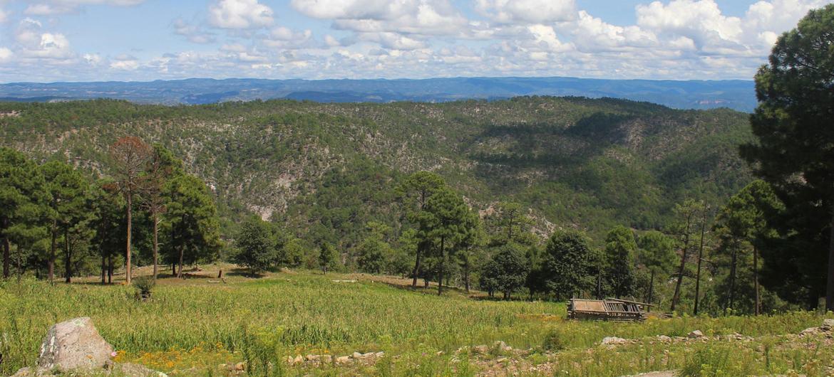 $!Alianza Sierra Madre ha logrado la protección estatal de más de 30 mil hectáreas de bosque de pino Encino.