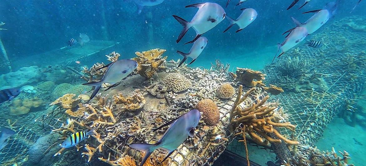 $!Los peces nadan sobre los viveros de coral en el Parque Nacional Corales del Rosario, Colombia. Foto: Notic