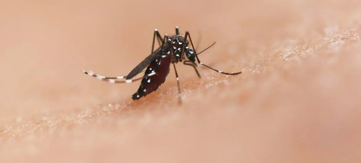 $!La especie de mosquito Aedes puede transmitir enfermedades como el chikungunya, el dengue y el zika.