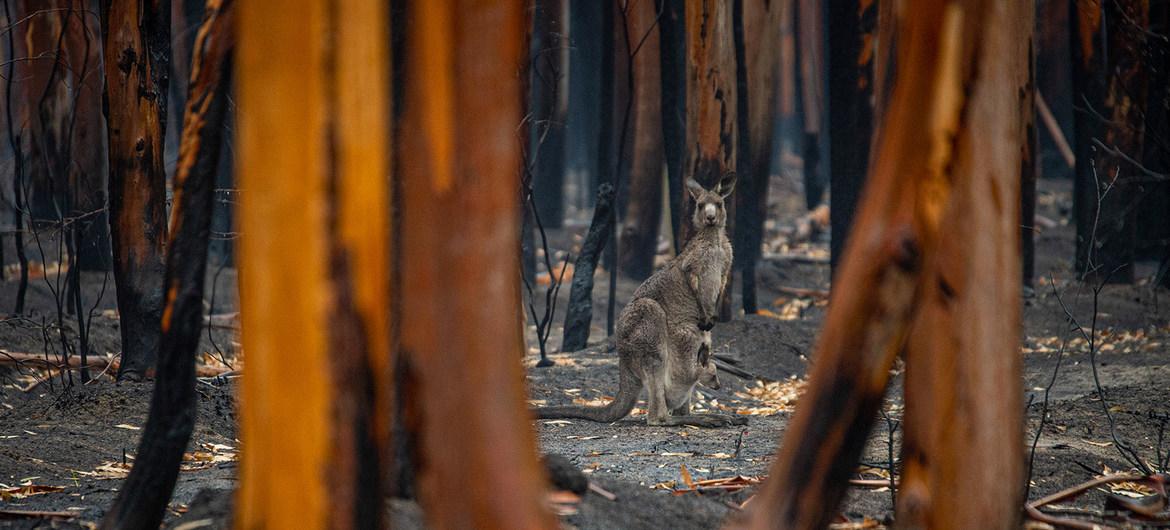 $!Los incendios forestales en Australia son un muestra más del avance del cambio climático.