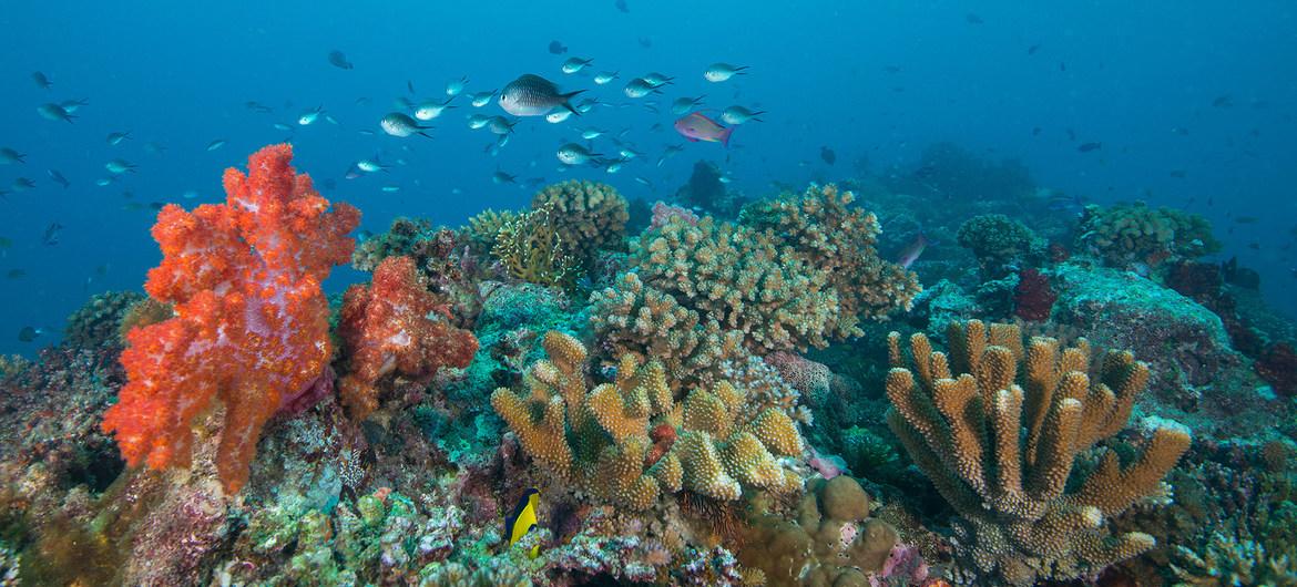 $!Los arrecifes de coral en las Islas Fiji están amenazados por el calentamiento y el aumento de acidez de los océanos.