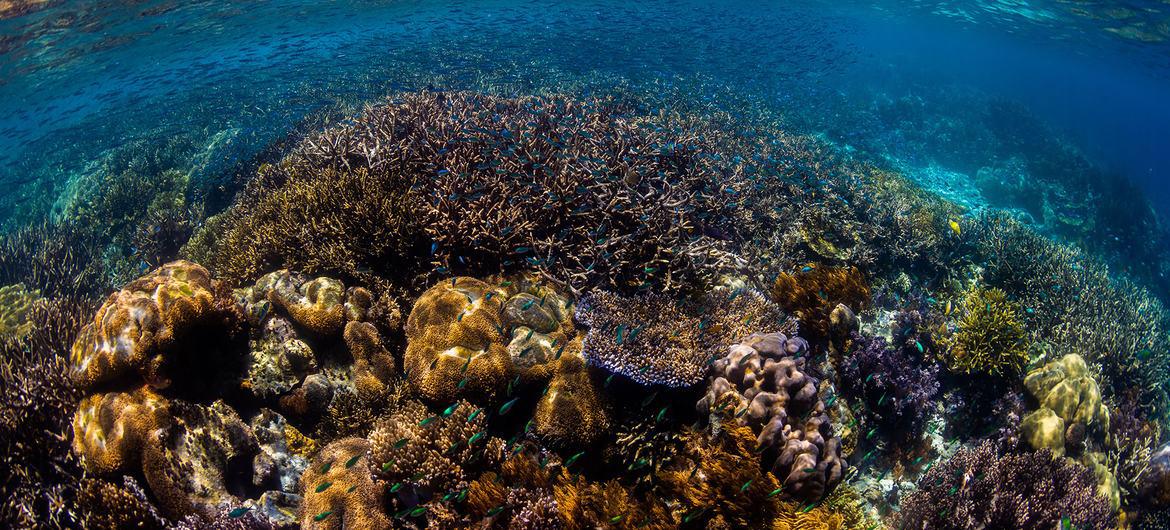 $!Se espera que la biodiversidad marina sea mejor protegida gracias al nuevo tratado.