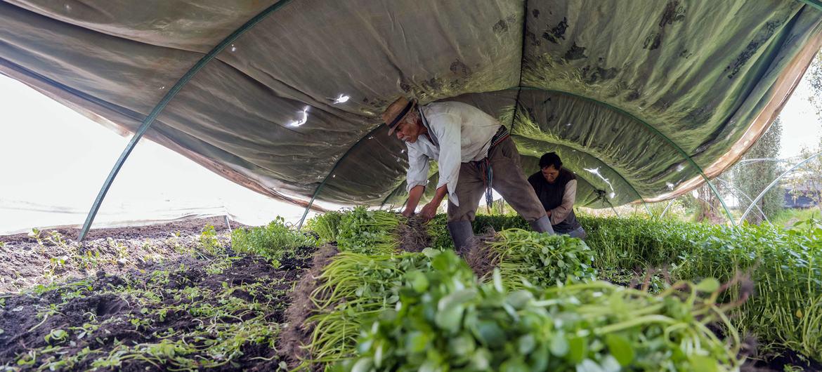 $!Los “chinamperos” son agricultores que han utilizado técnicas indígenas para cultivar alimentos durante siglos.