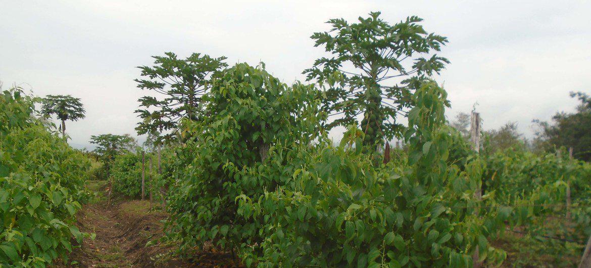 $!Sacha Inchi es una “súper semilla” que busca cultivar la paz en Colombia. Su aceite previene enfermedades cardiovasculares y ayuda a eliminar el colesterol, los triglicéridos y las grasas acumuladas en el organismo. Además, ayuda a la conexión de las neuronas y tiene un alto contenido de proteína. Al mismo, tiempo es una alternativa al cultivo de la coca, ayudando a prevenir el narcotráfico, por lo que cuenta con el apoyo de la ONU.