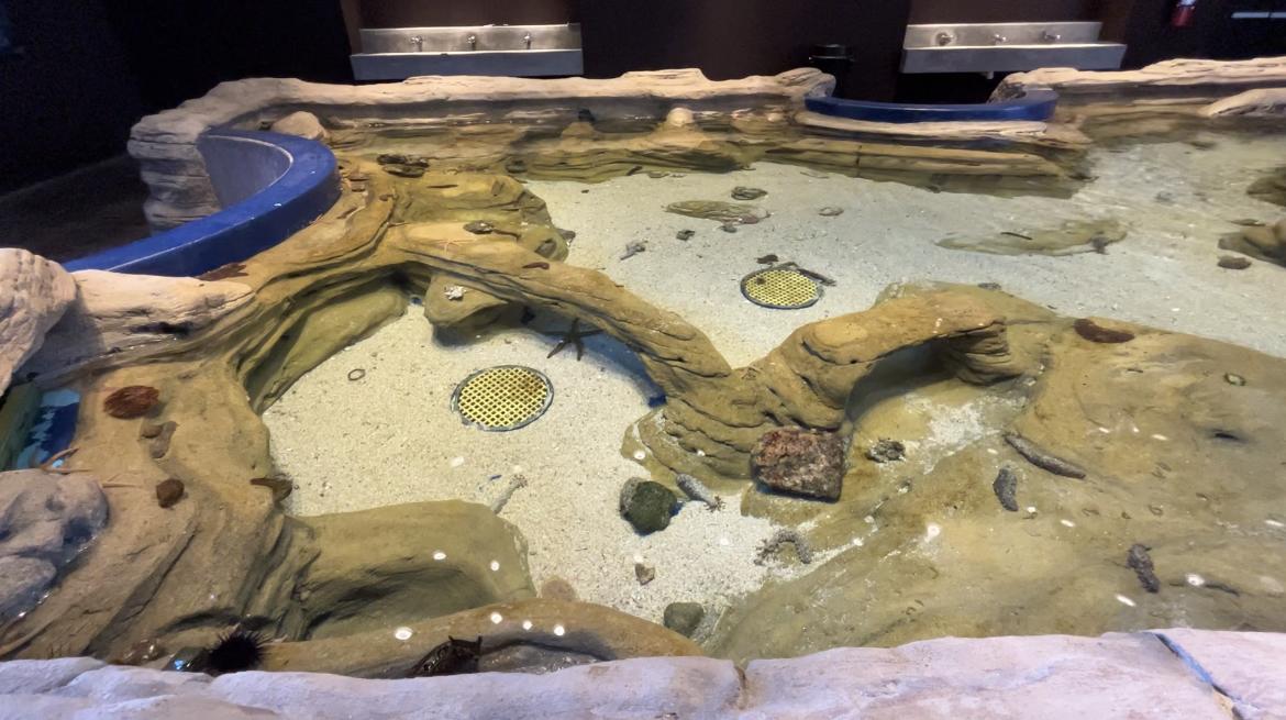 $!‘Emerge del océano’ Nuevo Acuario Mazatlán Mar de Cortés y muestra su belleza al mundo