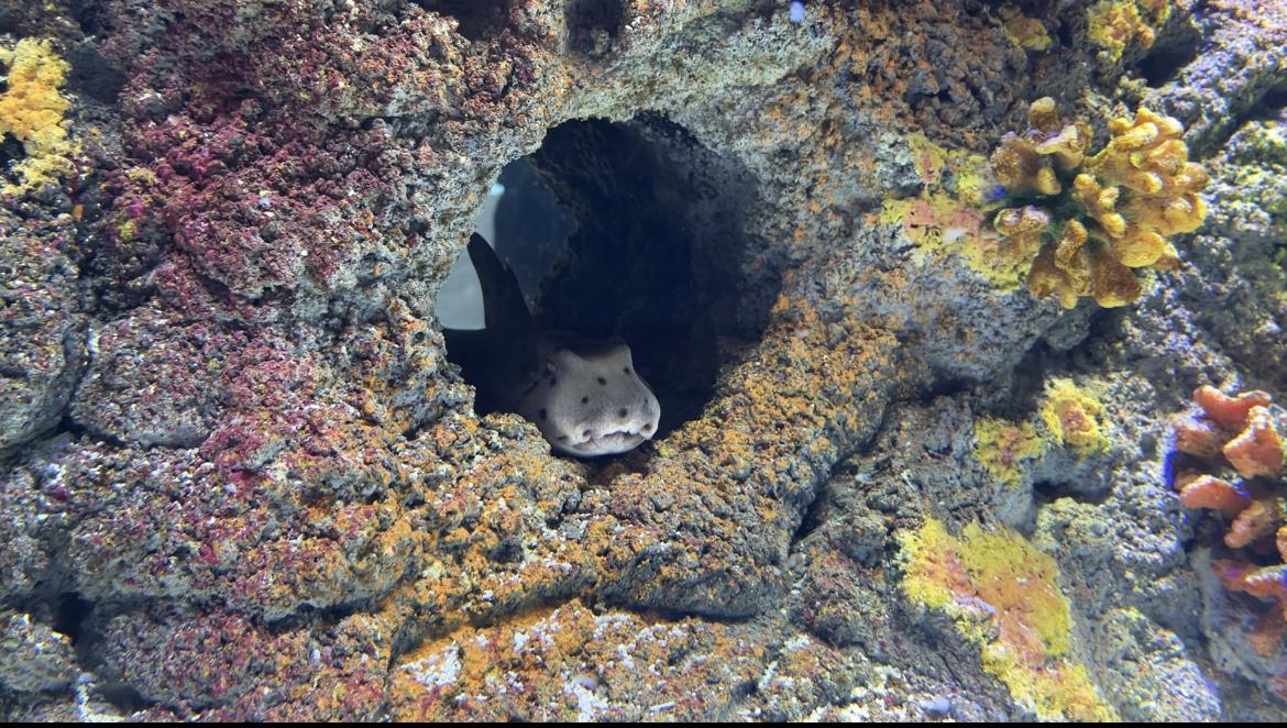 $!‘Emerge del océano’ Nuevo Acuario Mazatlán Mar de Cortés y muestra su belleza al mundo