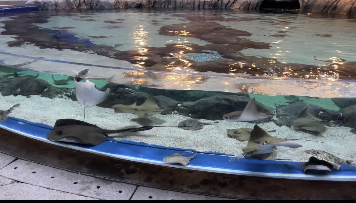 $!‘Emerge del océano’ Nuevo Acuario Mazatlán Mar de Cortés y muestra su belleza al mundo