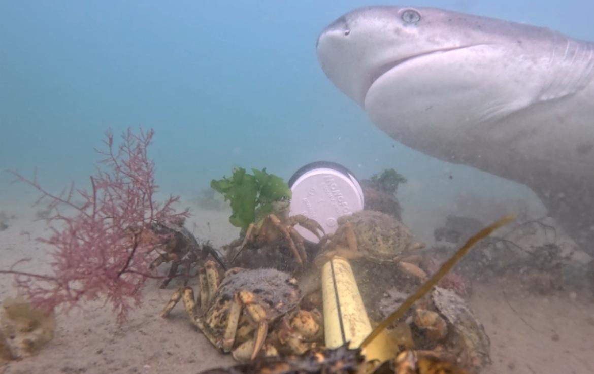 $!Día Internacional de los Tiburones: la carrera científica para salvarlos desde México hasta la Patagonia