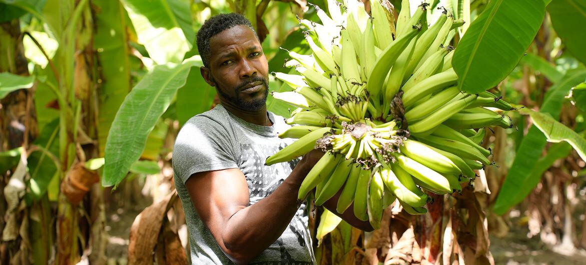 $!Pequeño agricultor de Gonaives, Haití, en su campo de plátanos.