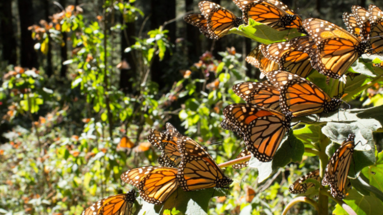 México: “Aquí va aumentando la deforestación. Si esto sigue así, la mariposa monarca ya no va a llegar, va a buscar otros sitios”