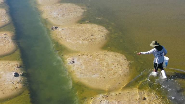 Siembra de semillas de manglar al voleo en canal principal.