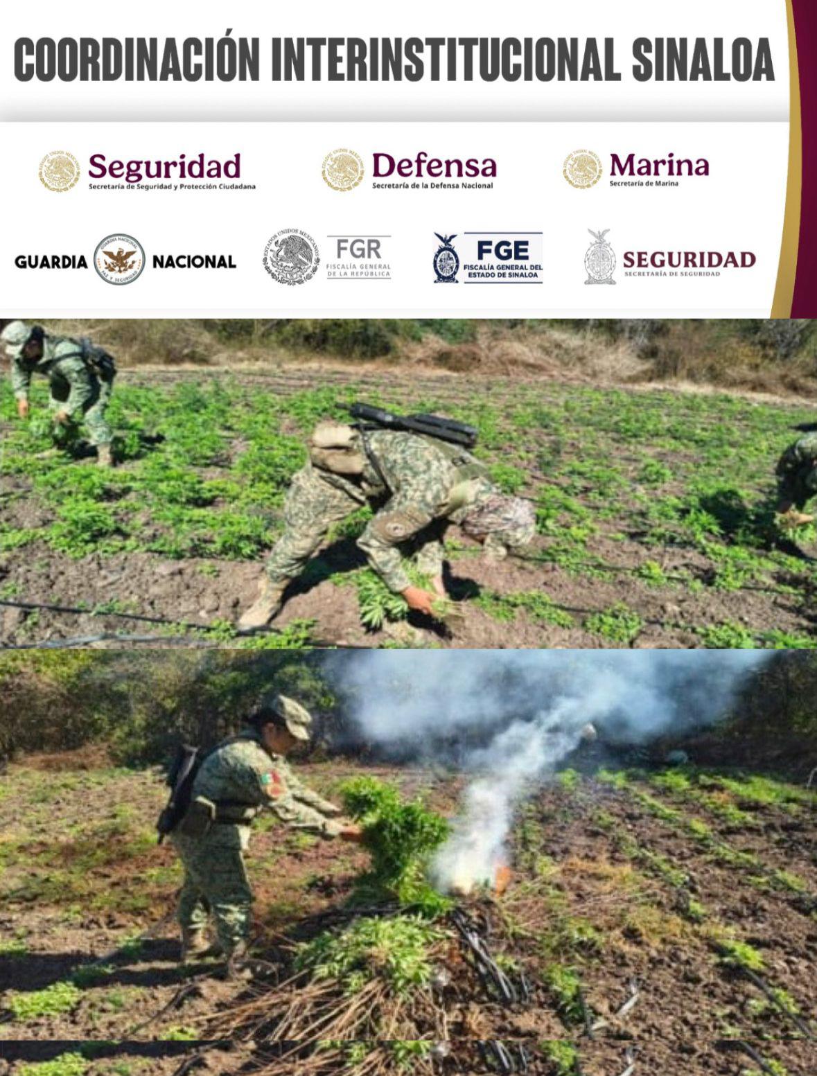 $!Ejército destruye un plantío de mariguana en Los Mezcales, en Culiacán