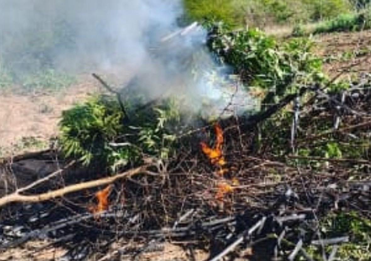 $!Ejército destruye plantío de marihuana en El Ranchito, Culiacán