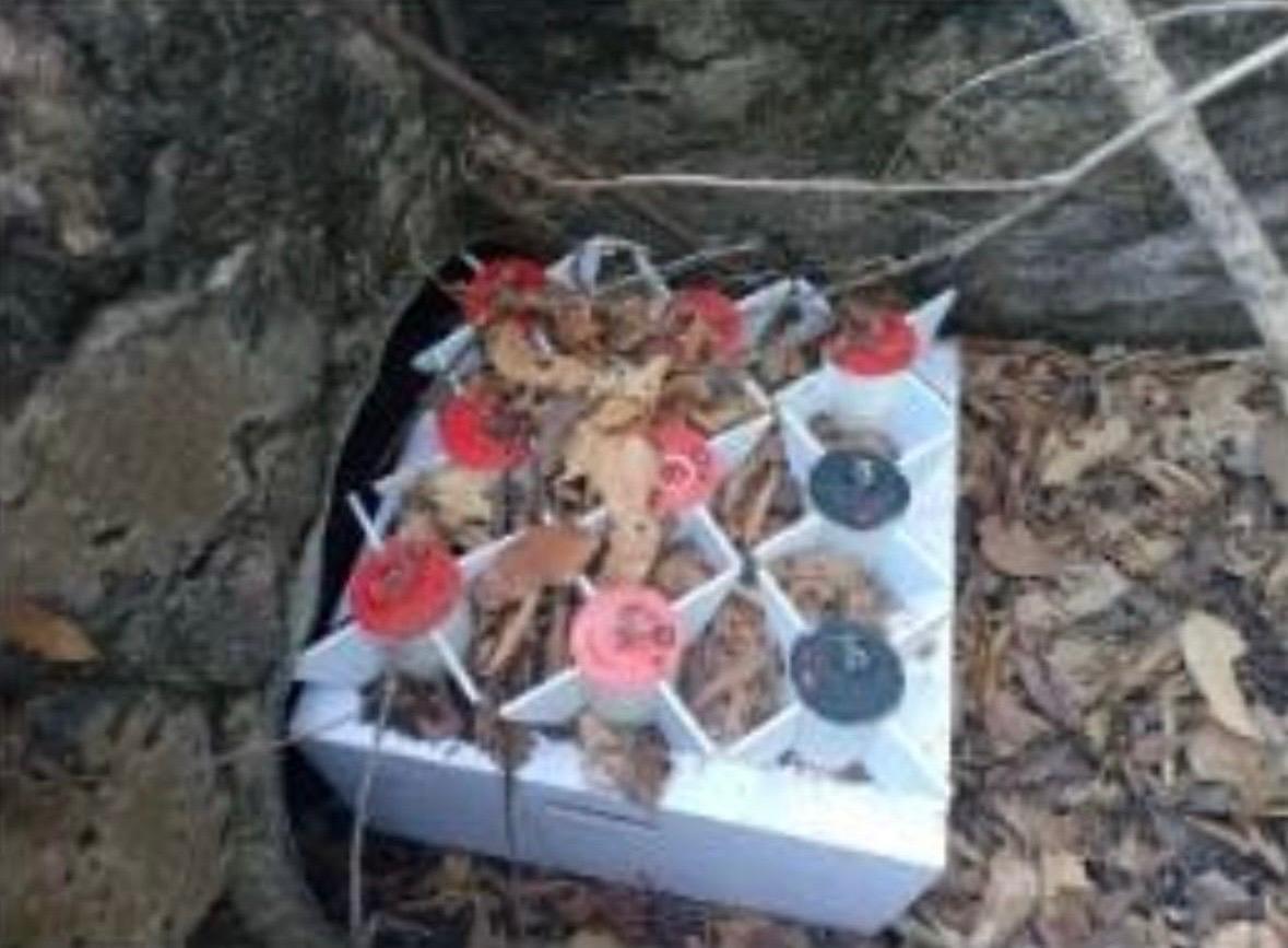 $!Ejército Mexicano asegura artefactos explosivos improvisados en Concordia