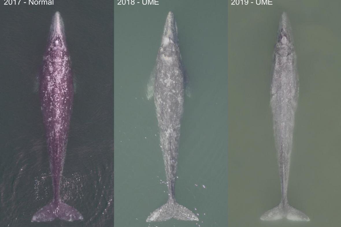 $!Imágenes de ballenas grises difundidas en Internet. Fotos tomadas con drones durante 2017, 2018 y 2019 por los investigadores Fredrik Chistiansen, Fabián Rodríguez y Hunter Warick en Laguna San Ignacio, en el Pacífico mexicano.