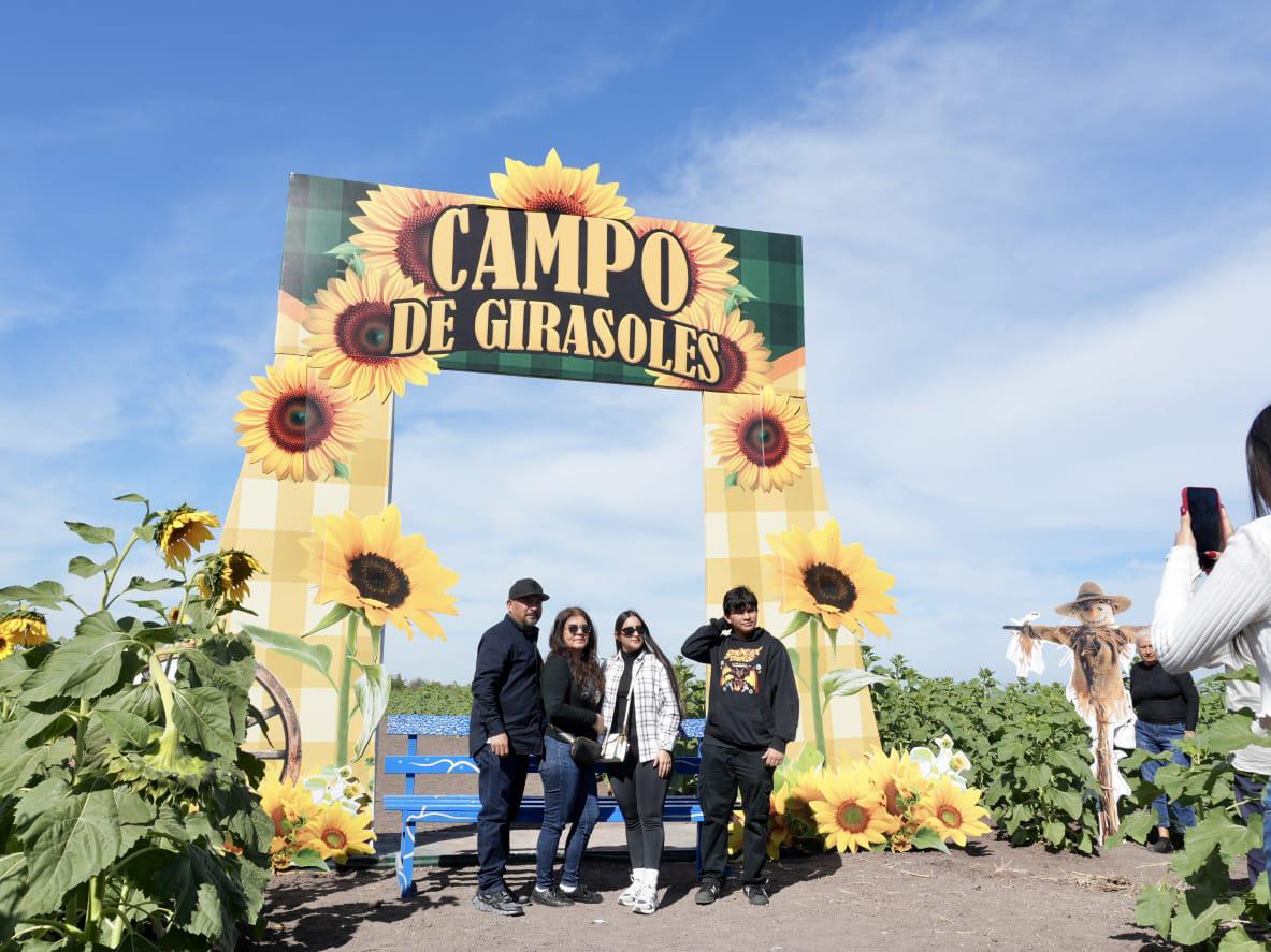 $!Campos de girasoles impulsan turismo en Mocorito y mantienen ocupación al 100%
