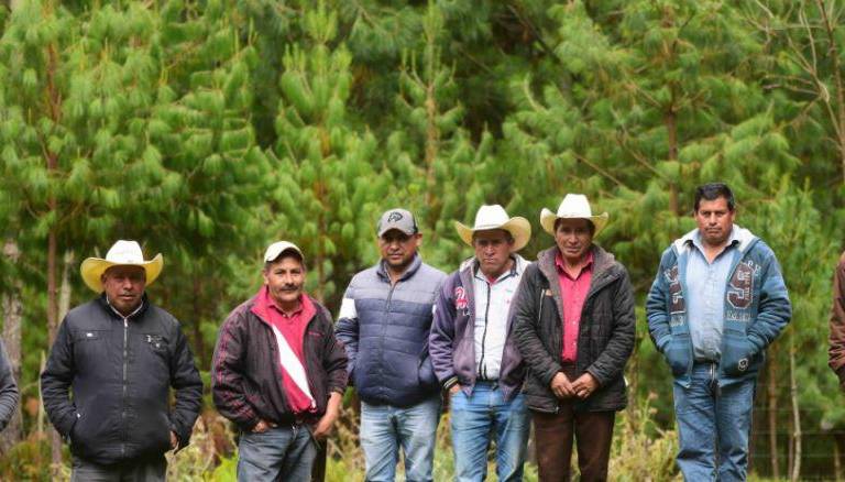 La comunidad que conserva su bosque en un territorio donde avanza la tala ilegal en México