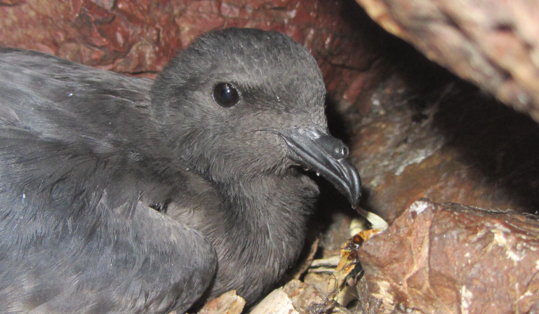 La mexicana Yuliana Bedolla gana el importante premio Whitley 2023
