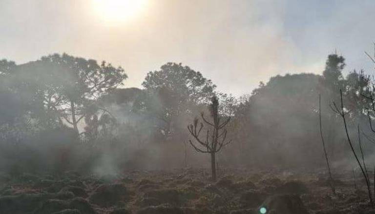 México: Incendios y proyectos urbanos amenazan el bosque El Nixticuil