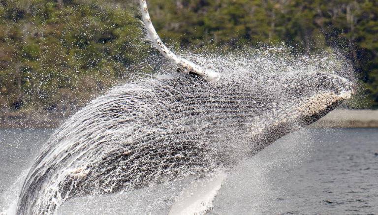 Las ballenas en la lucha contra el cambio climático