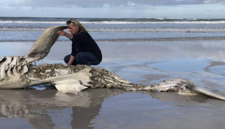 ¿Dónde están los grandes tiburones blancos de Sudáfrica?