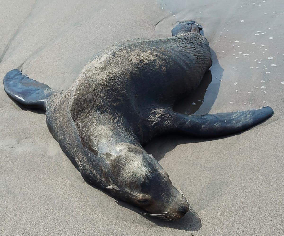 $!Ecología en Rosario difunde imágenes de especies marinas afectadas por contaminación