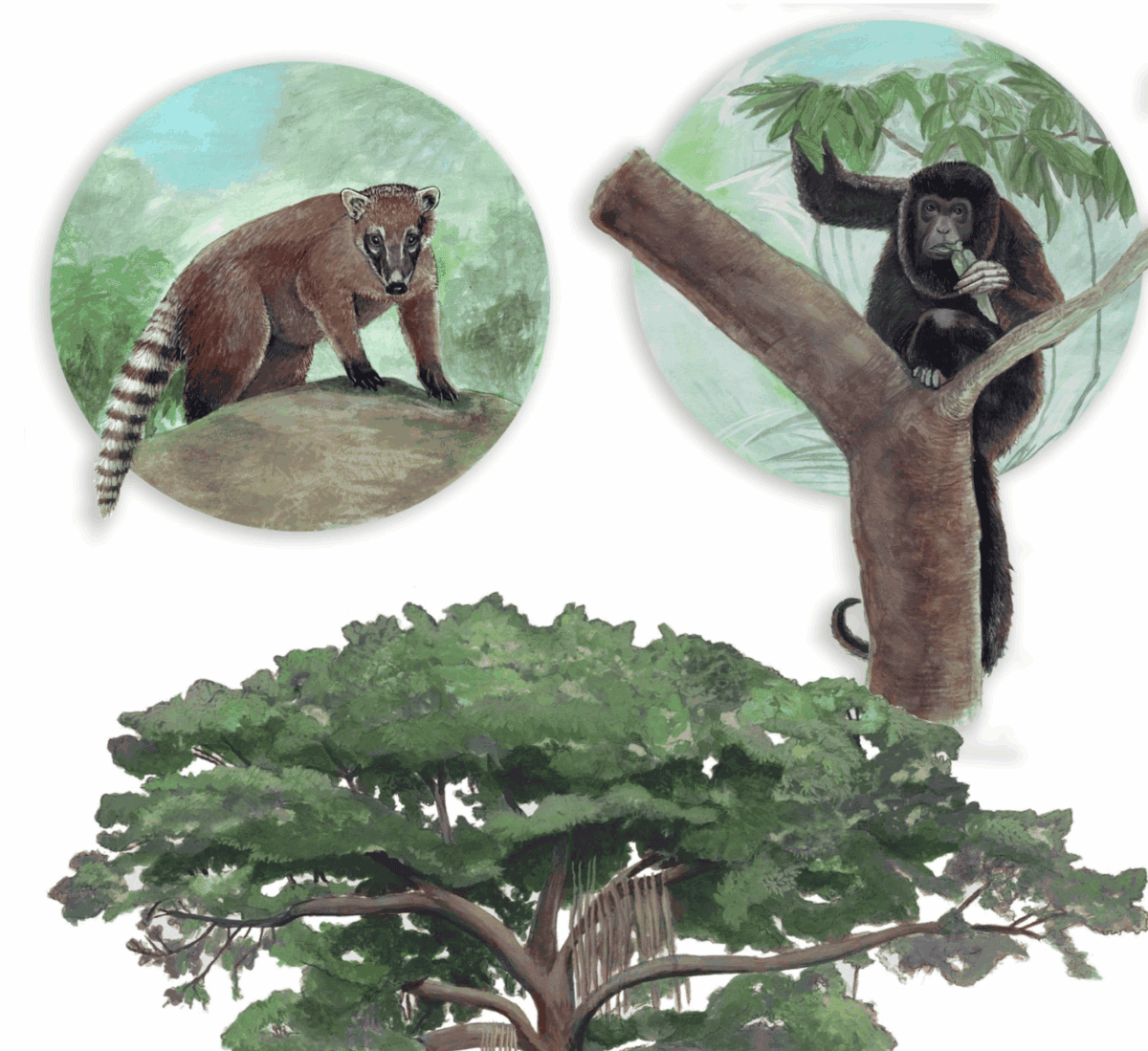 $!Cámaras trampa en copas de árboles revelan presencia de mamíferos en una reserva amenazada de México