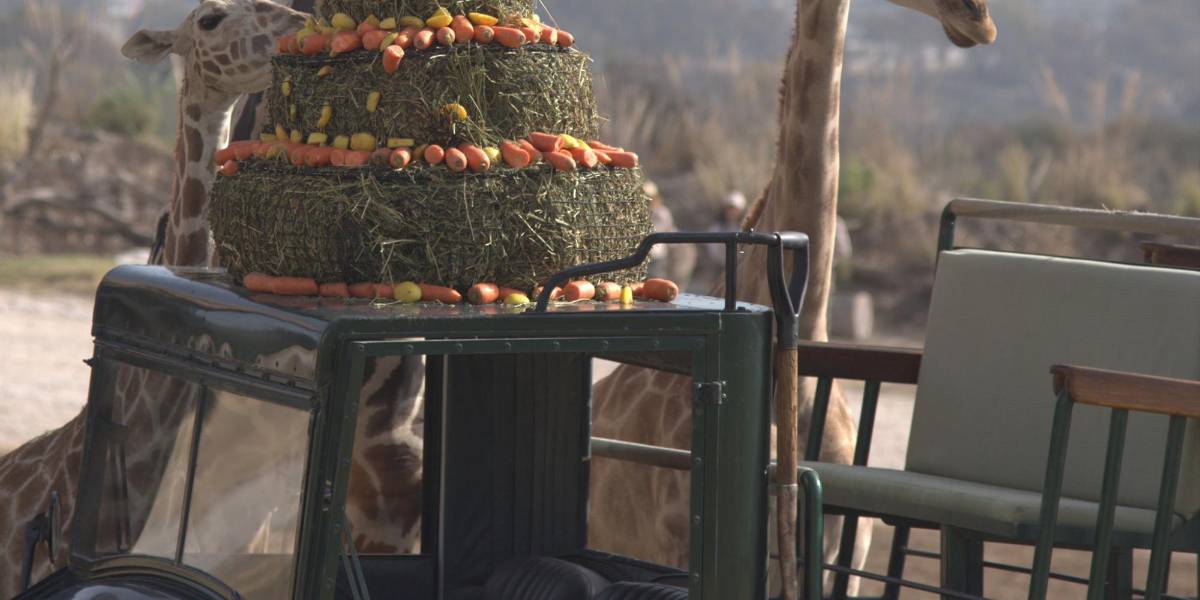 Jirafa Benito se integra a su nueva manada en Africam Safari en Puebla