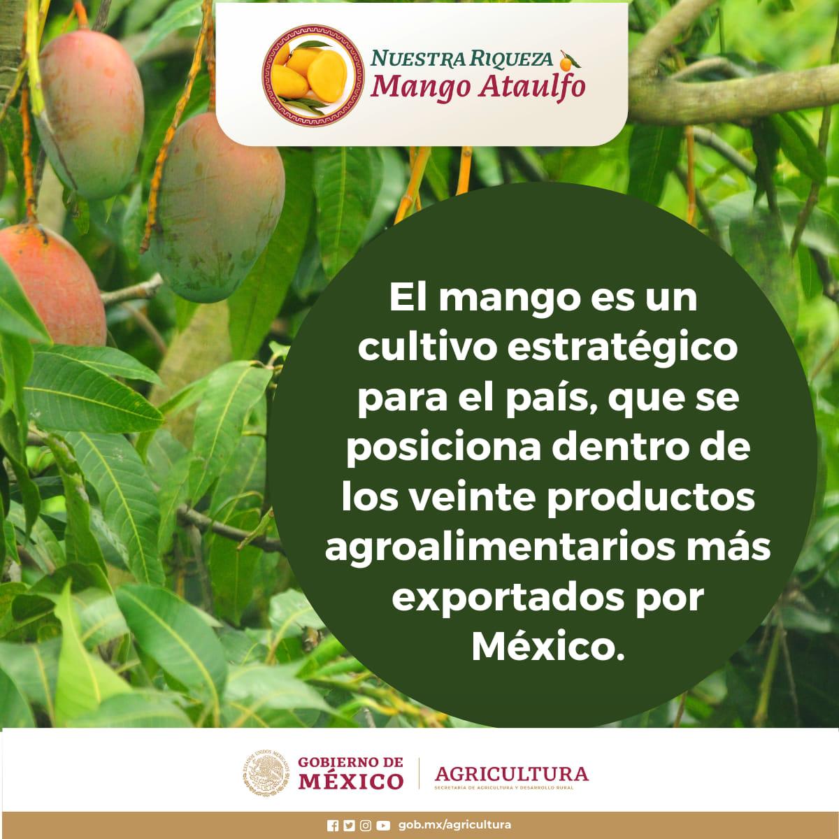 $!Es México quinto lugar mundial como productor y exportador de mango