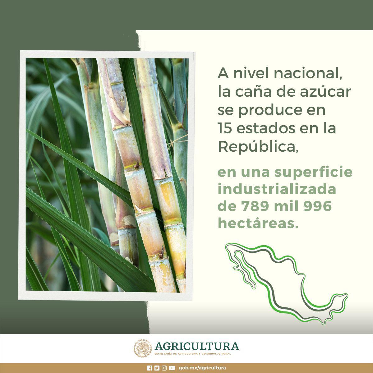 $!Concluye, con crecimiento, producción de caña y azúcar en México