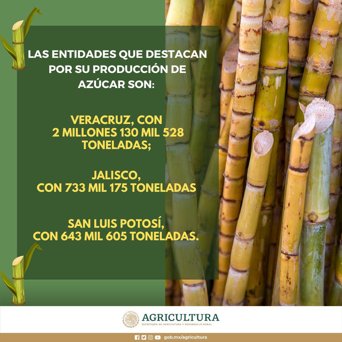 $!Concluye, con crecimiento, producción de caña y azúcar en México