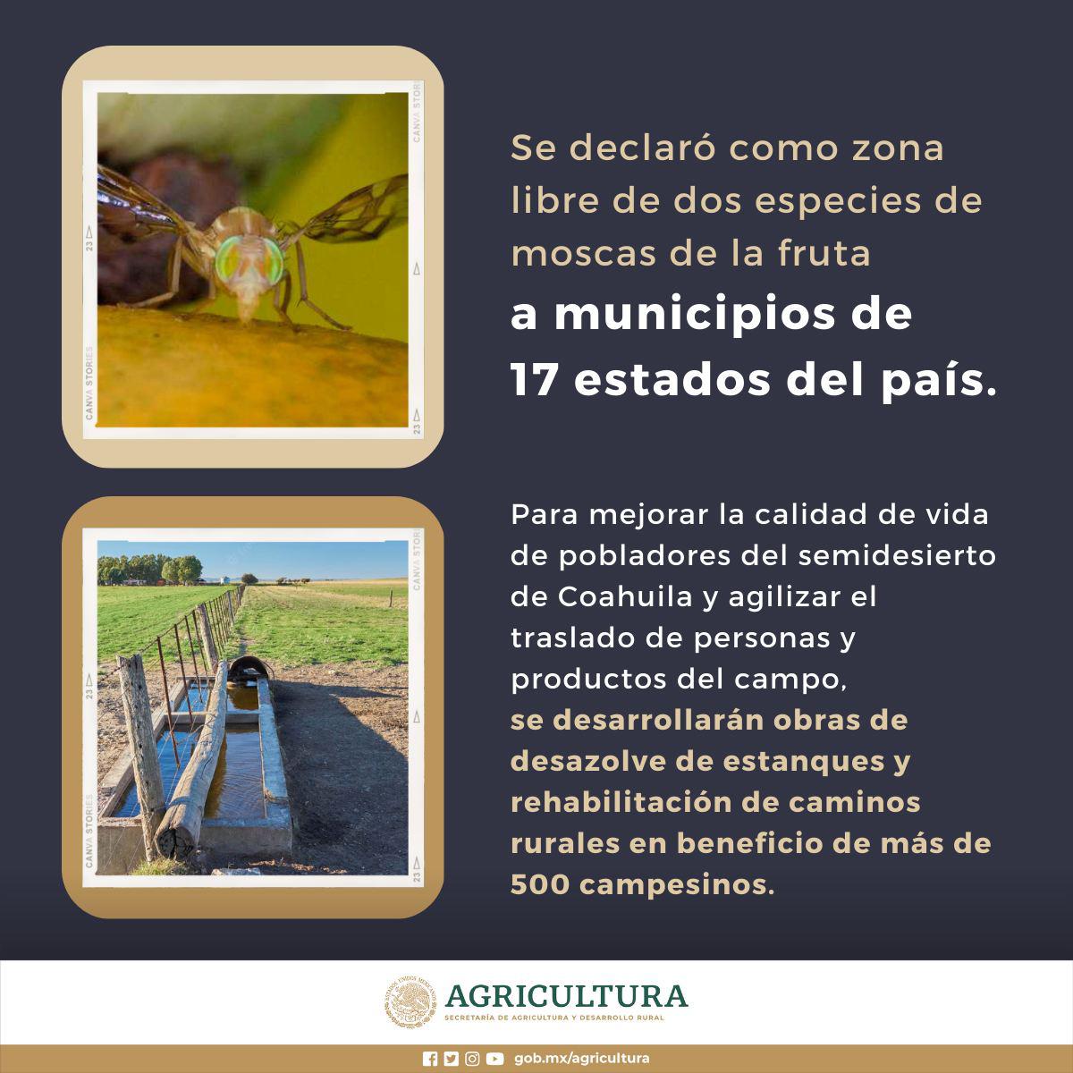 $!Están 12 municipios de Sinaloa libres de la mosca de la fruta; solo Elota, en el sur: Sader