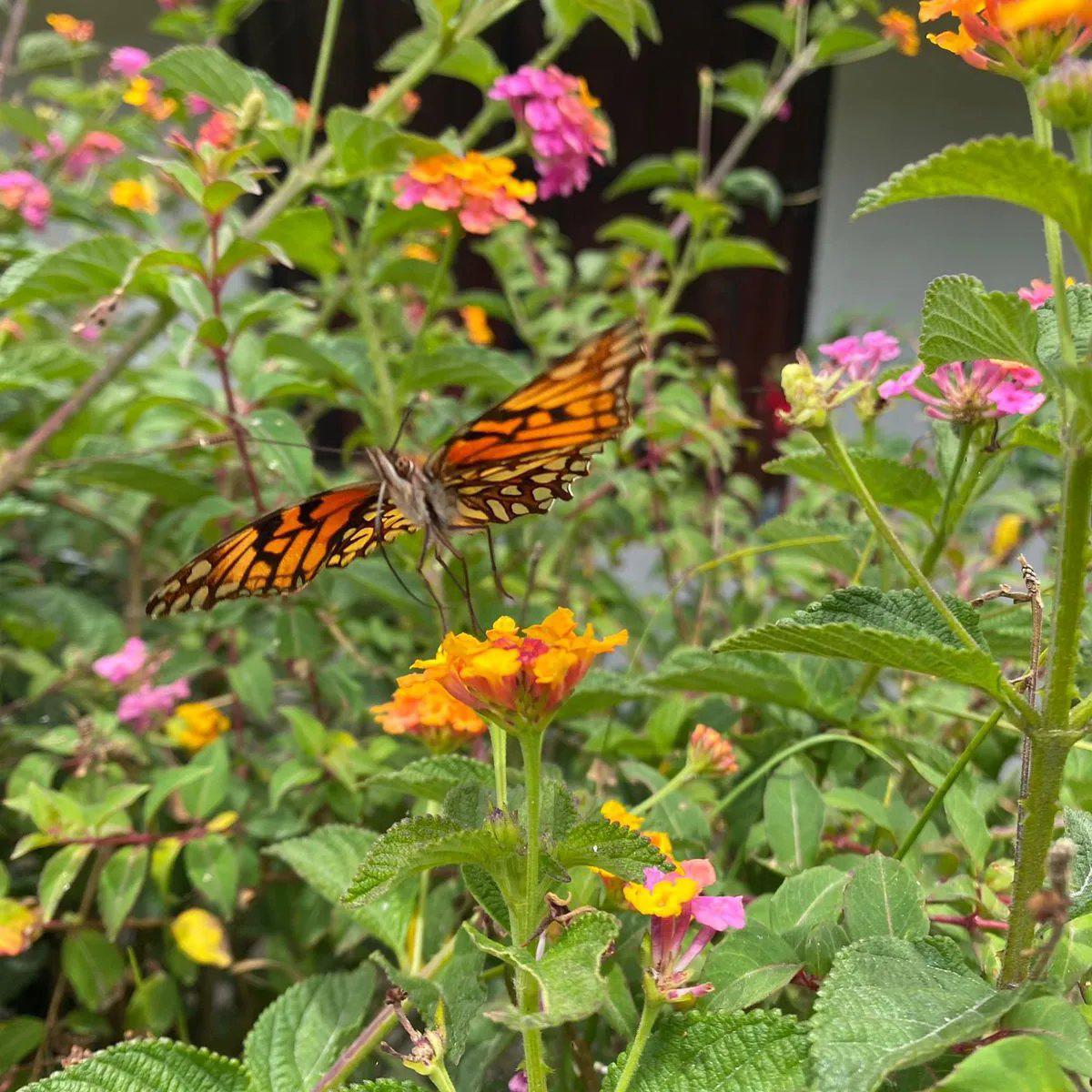 $!Los bosques de Yunguilla albergan una amplia biodiversidad.